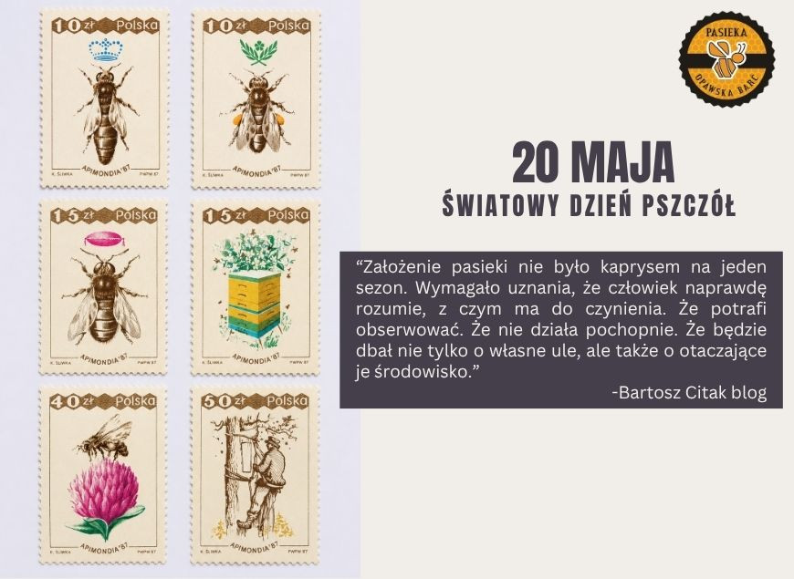 Światowy Dzień Pszczół – skąd wzięło się to święto i dlaczego jest mi tak bliskie?