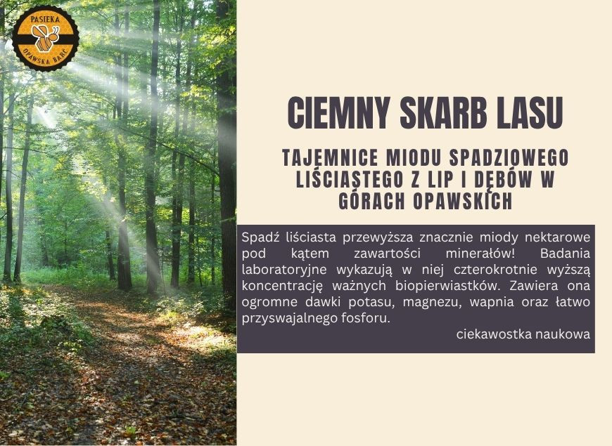 Miód spadziowy liściasty – ciemny smak lasu z Gór Opawskich