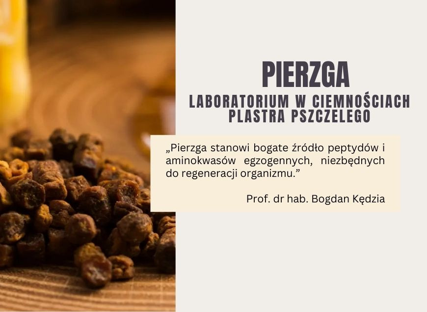 Żelazna rezerwa ula: Czym jest pierzga i dlaczego pszczoły tak jej strzegą?