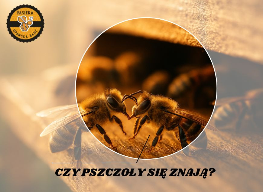 Czy pszczoły się znają? Chemiczny kod dostępu do ula