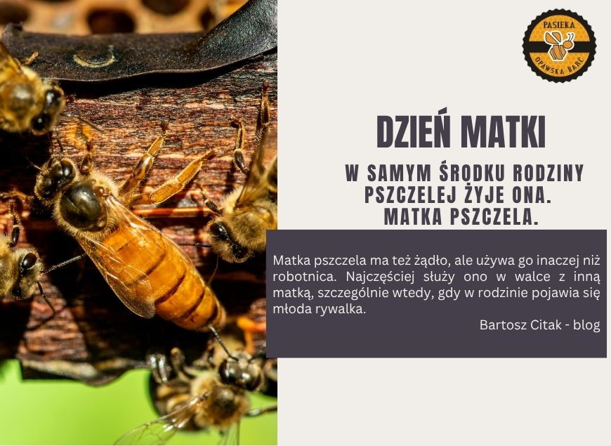 Matka pszczela – niezwykła matka całej rodziny pszczelej