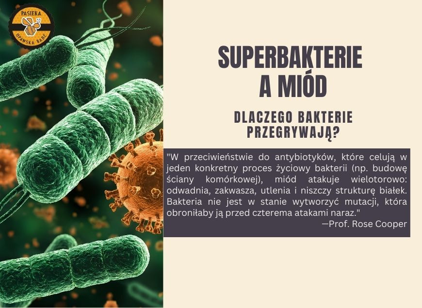 Kiedy Antybiotyki Przestają Działać: Dlaczego Bakterie Nie Mają Szans z Miodem?